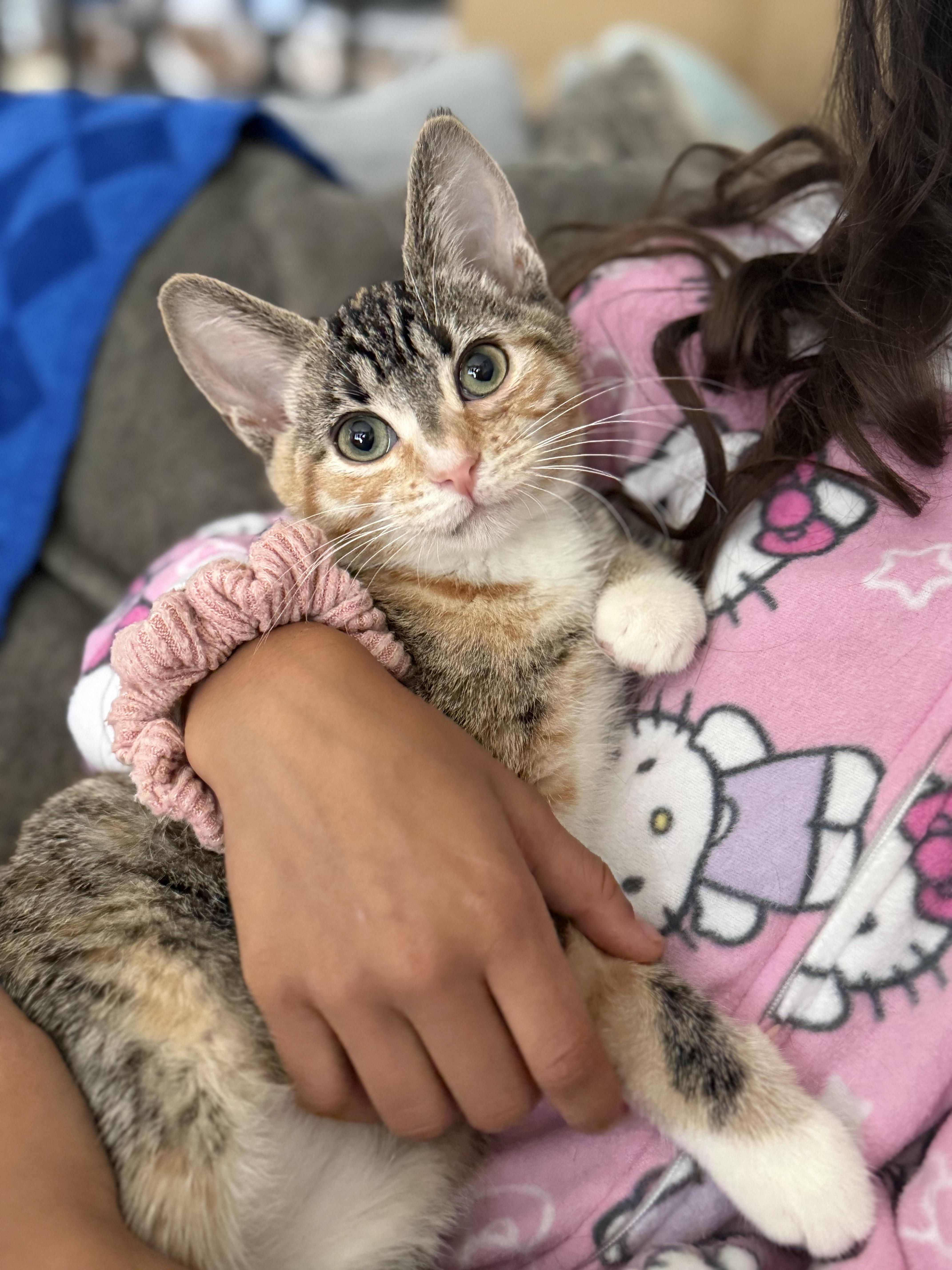 Enlarge Birdie, a ADOPTABLE Domestic Short Hair in Brampton, ON image 4/6