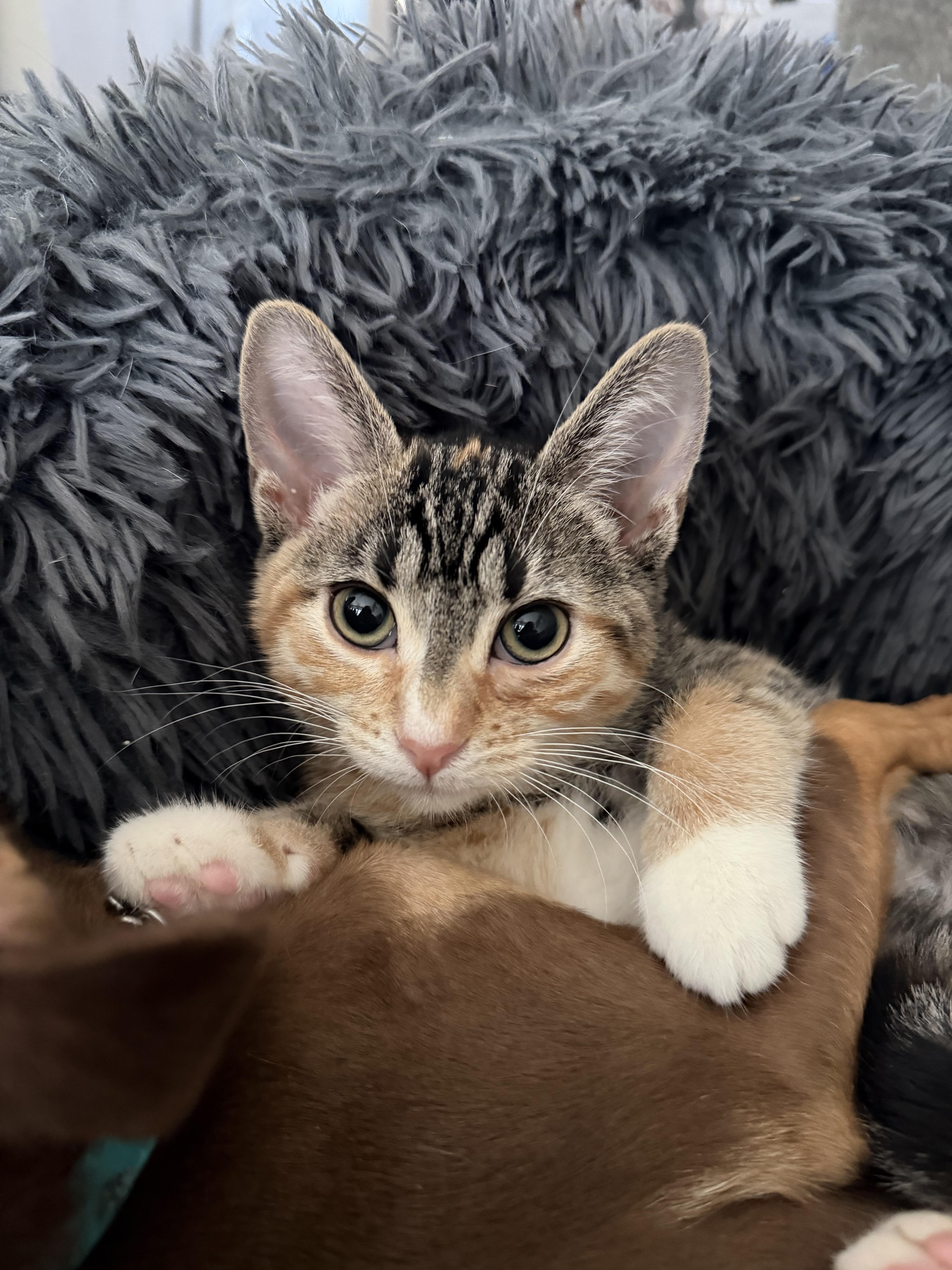 Enlarge Birdie, a ADOPTABLE Domestic Short Hair in Brampton, ON image 6/6