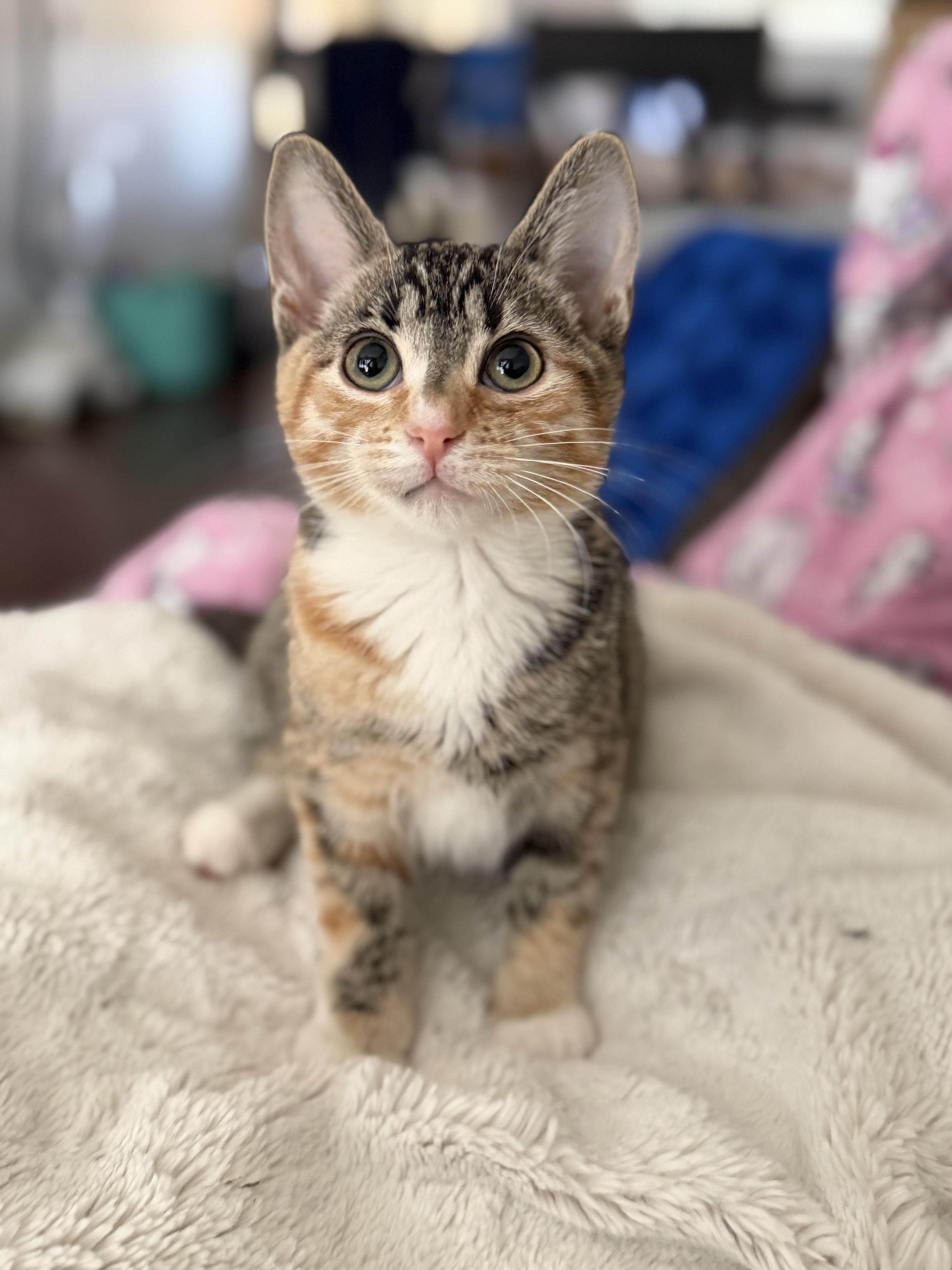 Birdie, ADOPTABLE, Kitten Female Domestic Short Hair.