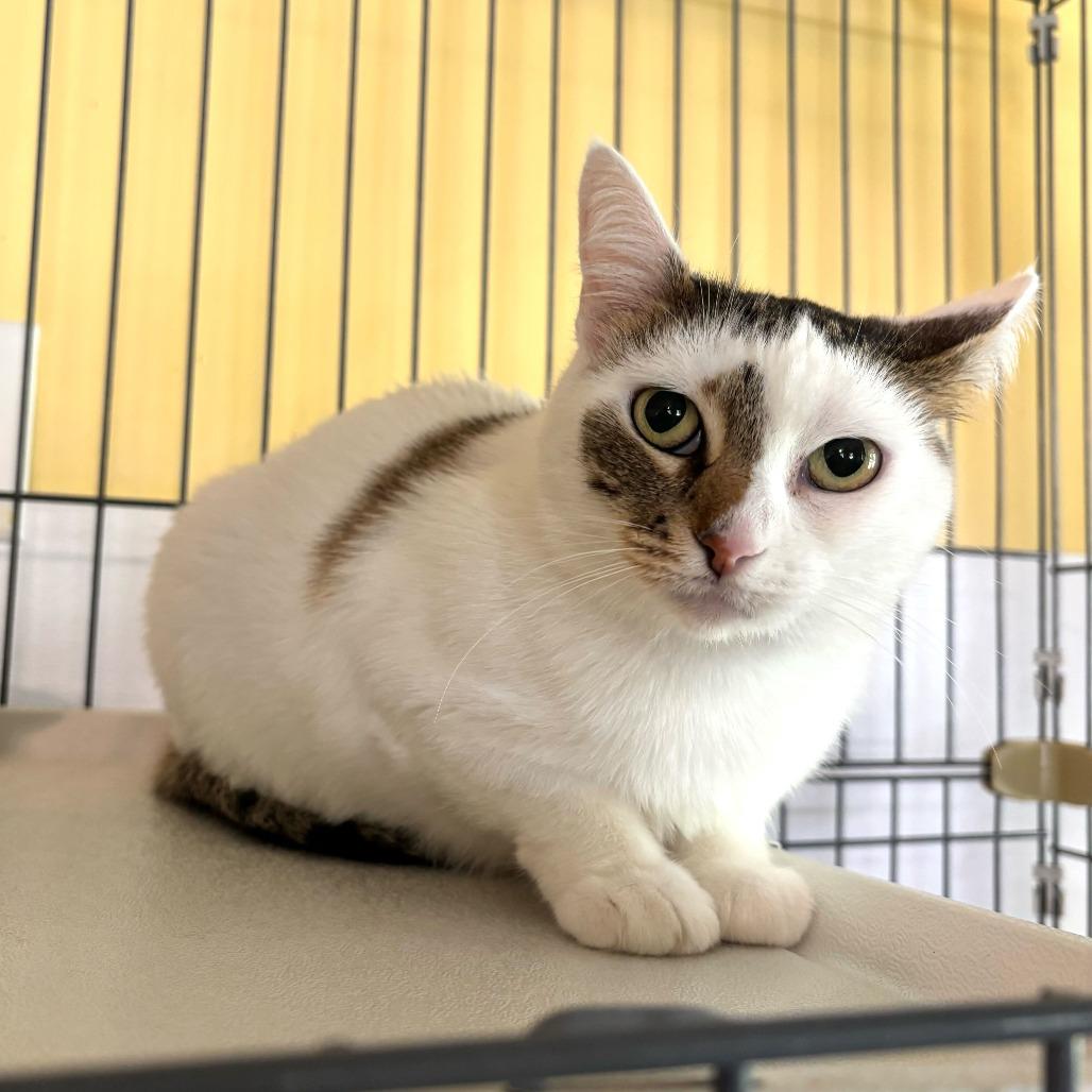 Dairy Queen, Adoptable, Adult Female Domestic Short Hair.
