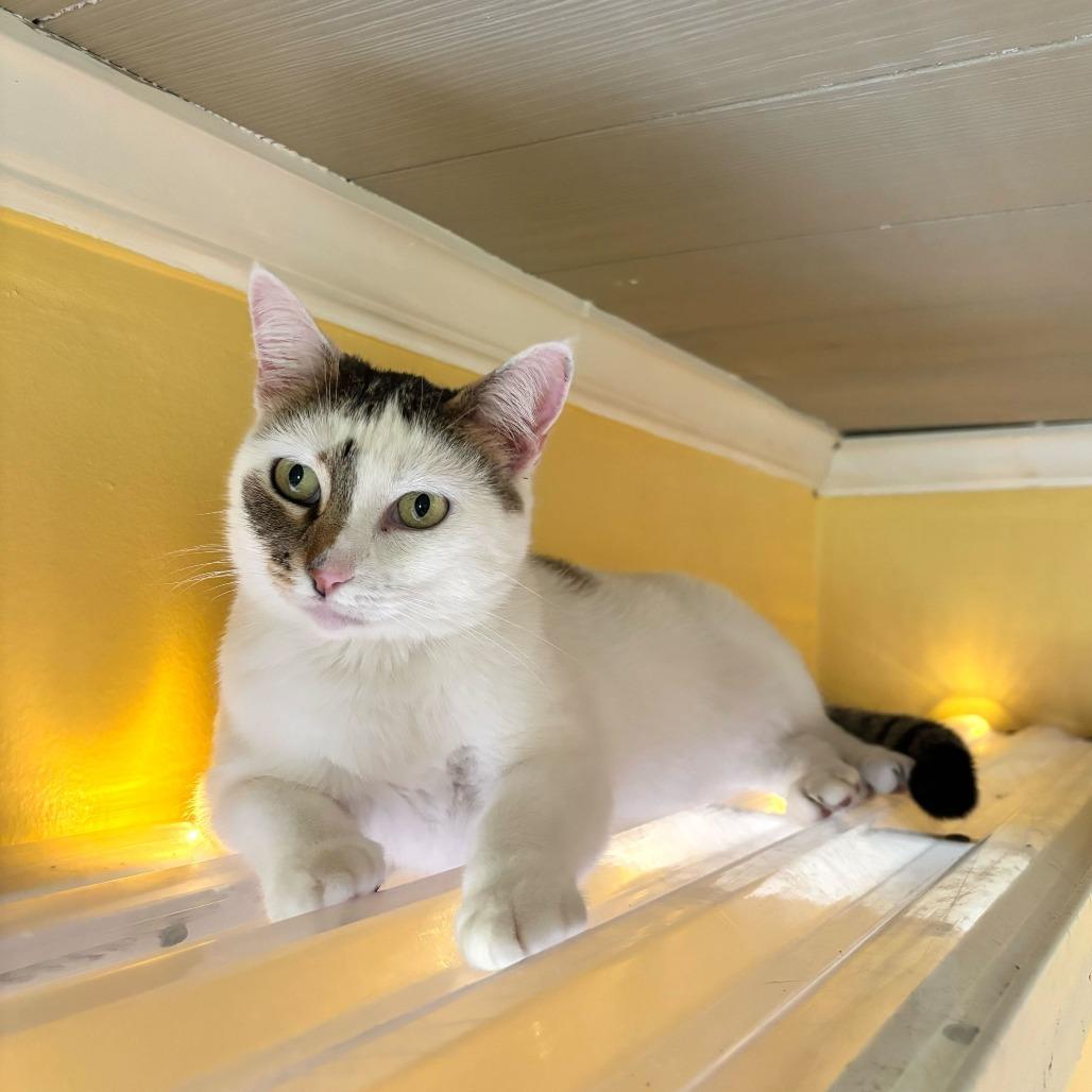 Enlarge Dairy Queen, a Adoptable Domestic Short Hair in Carencro, LA image 2/6