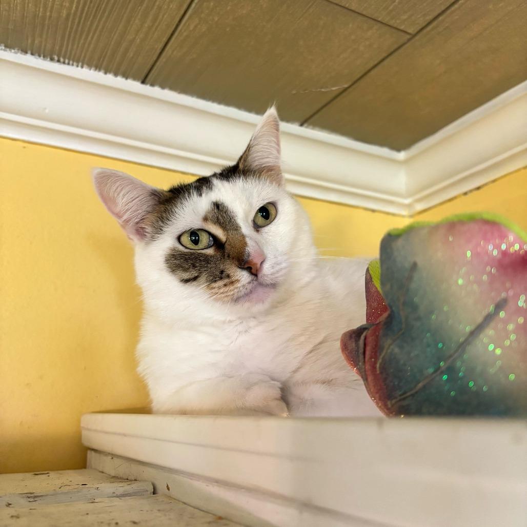 Enlarge Dairy Queen, a Adoptable Domestic Short Hair in Carencro, LA image 3/6