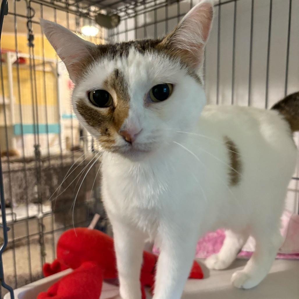Enlarge Dairy Queen, a Adoptable Domestic Short Hair in Carencro, LA image 4/6