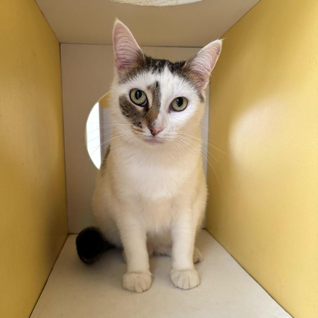 Enlarge Dairy Queen, a Adoptable Domestic Short Hair in Carencro, LA image 5/6