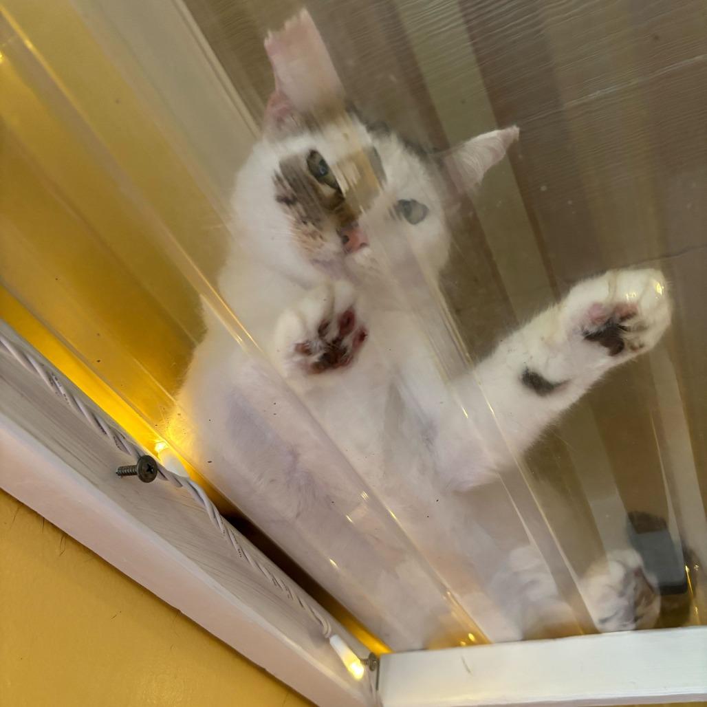 Enlarge Dairy Queen, a Adoptable Domestic Short Hair in Carencro, LA image 6/6