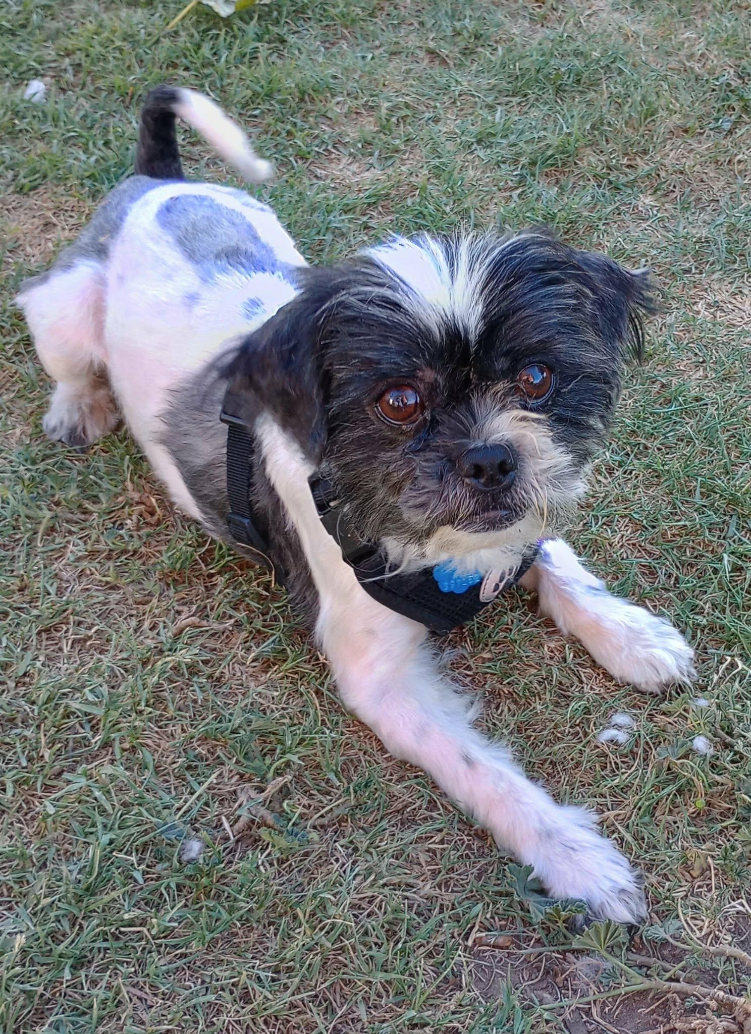 Enlarge Pearce, a Adopted Shih Tzu in Visalia, CA image 1/2