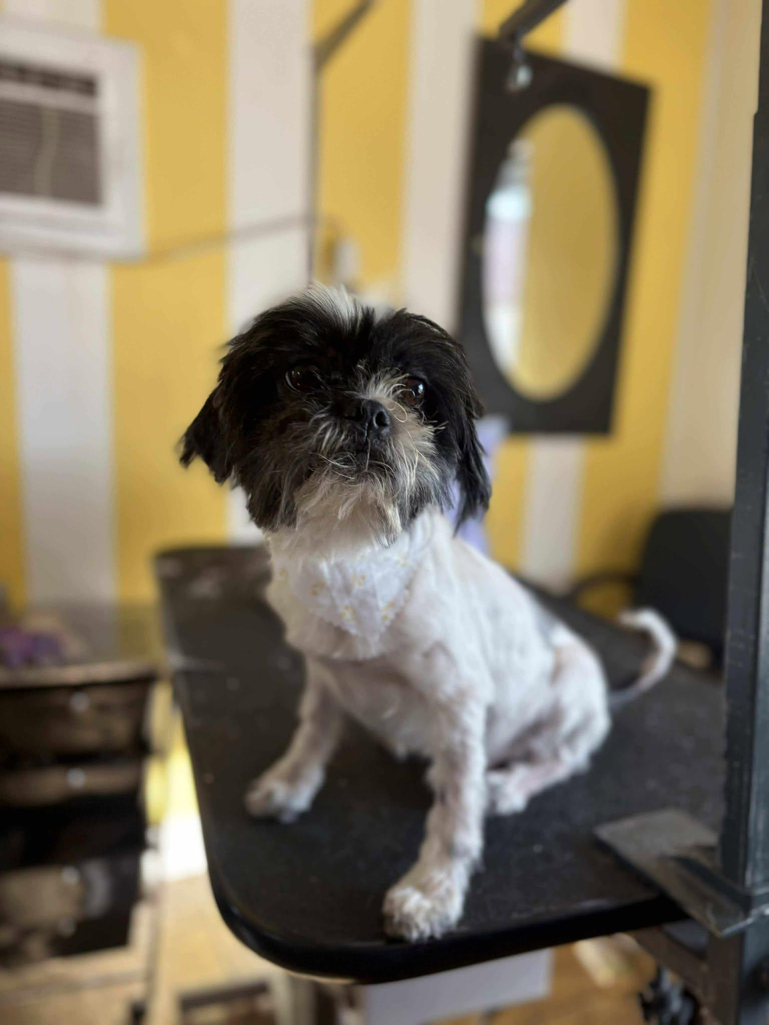 Enlarge Pearce, a Adopted Shih Tzu in Visalia, CA image 2/2