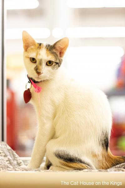 Enlarge Shirley, a Adoptable mixed breed in Parlier, CA image 1/6