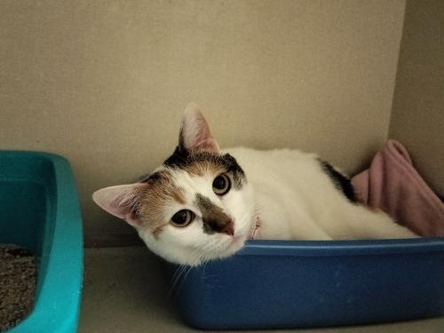 Enlarge Shirley, a Adoptable mixed breed in Parlier, CA image 2/6