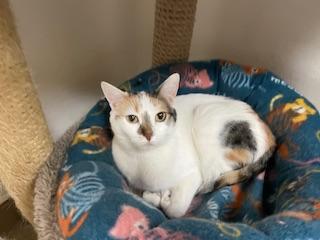 Enlarge Shirley, a Adoptable mixed breed in Parlier, CA image 4/6