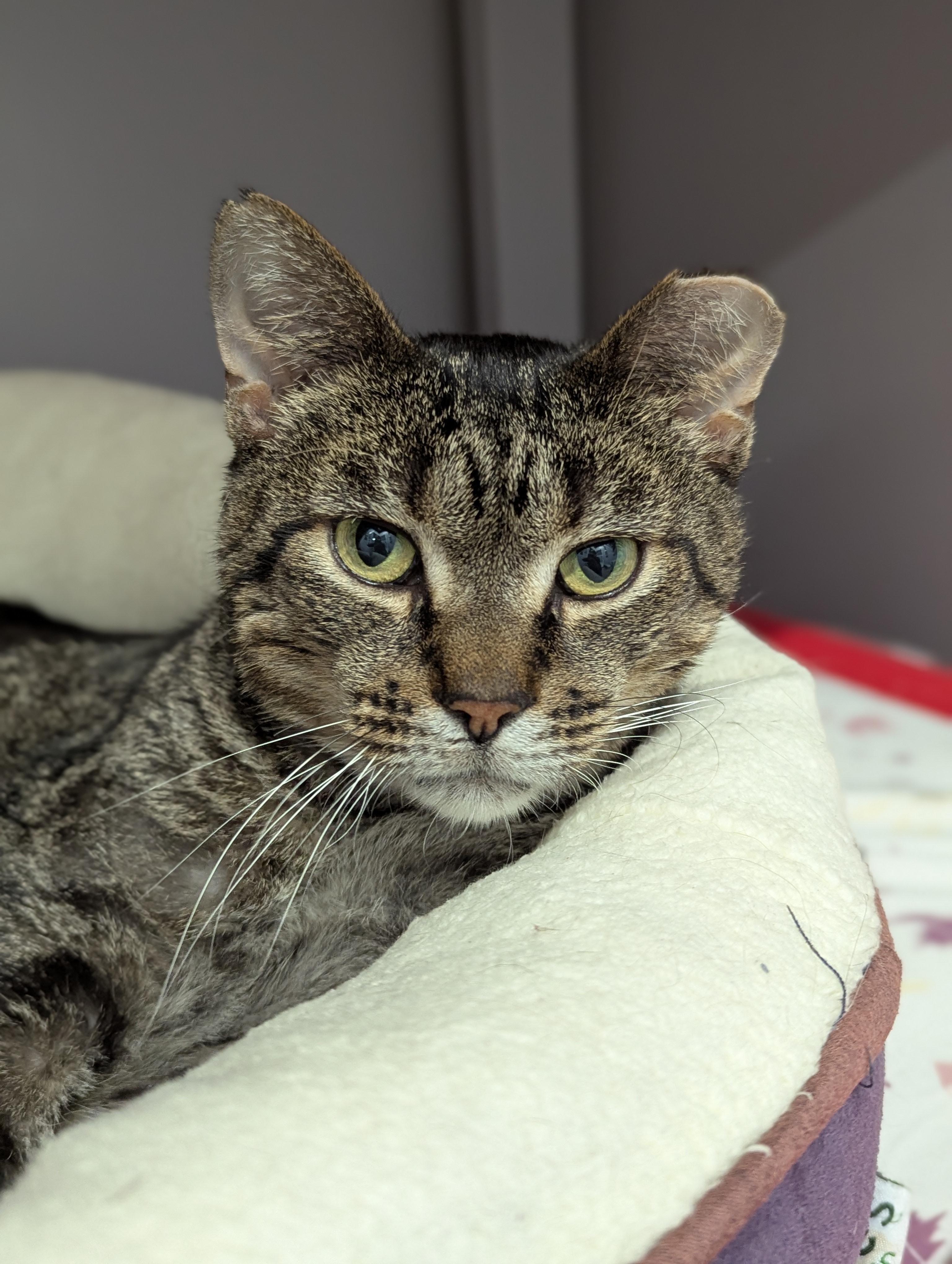 Enlarge WISHBONE, an adoptable Domestic Short Hair in Grand Rapids, MI image 6/6