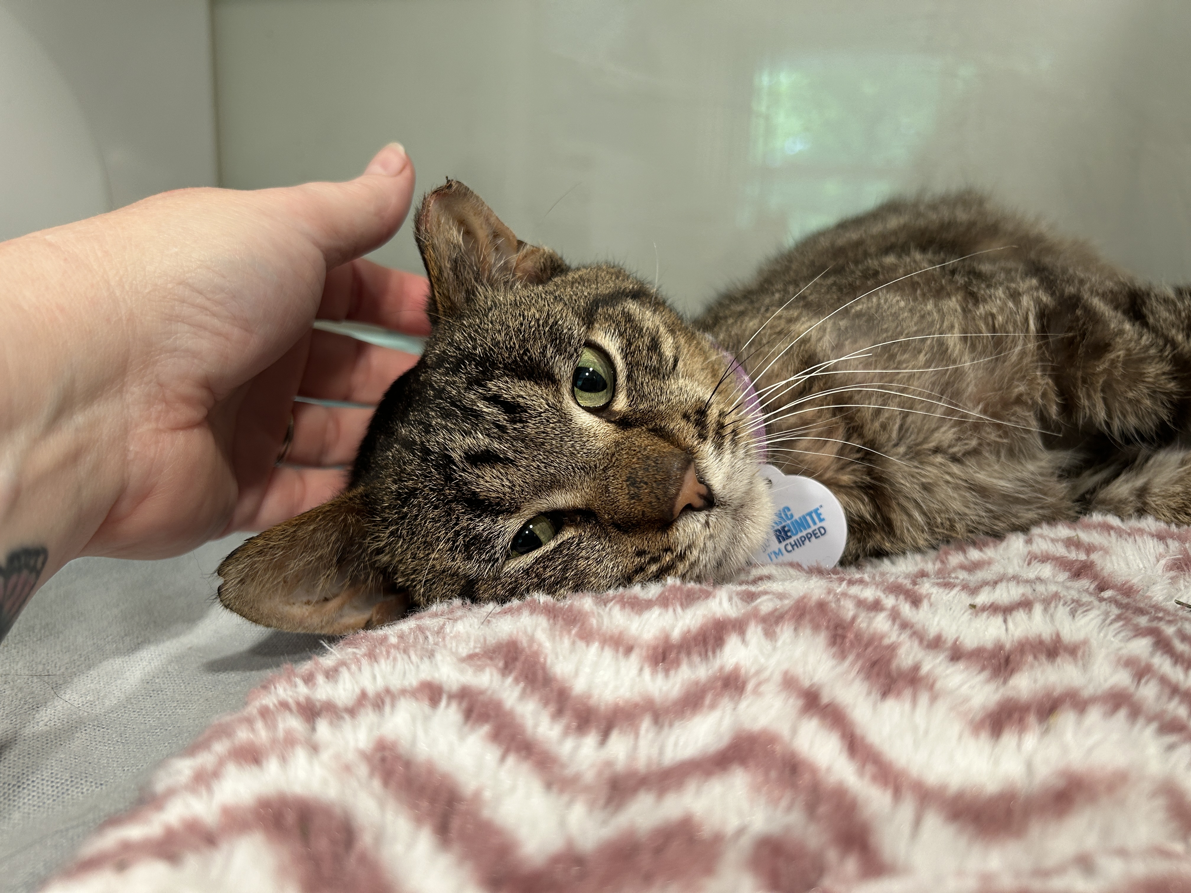 WISHBONE, an adoptable Domestic Short Hair in Grand Rapids, MI, 49505 | Photo Image 2