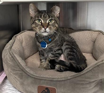 WISHBONE, an adoptable Domestic Short Hair in Grand Rapids, MI, 49505 | Photo Image 1