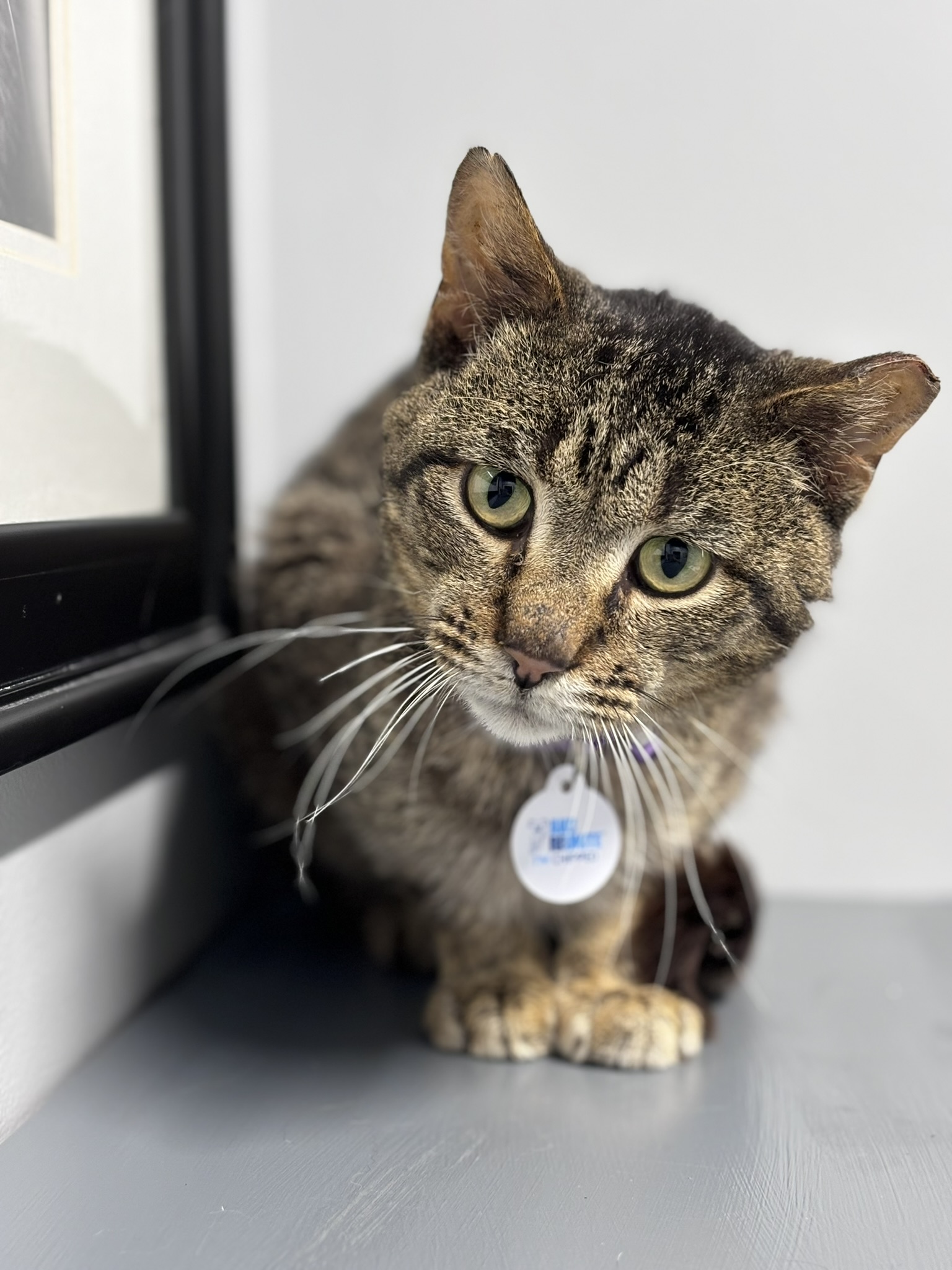 WISHBONE, an adoptable Domestic Short Hair in Grand Rapids, MI, 49505 | Photo Image 3