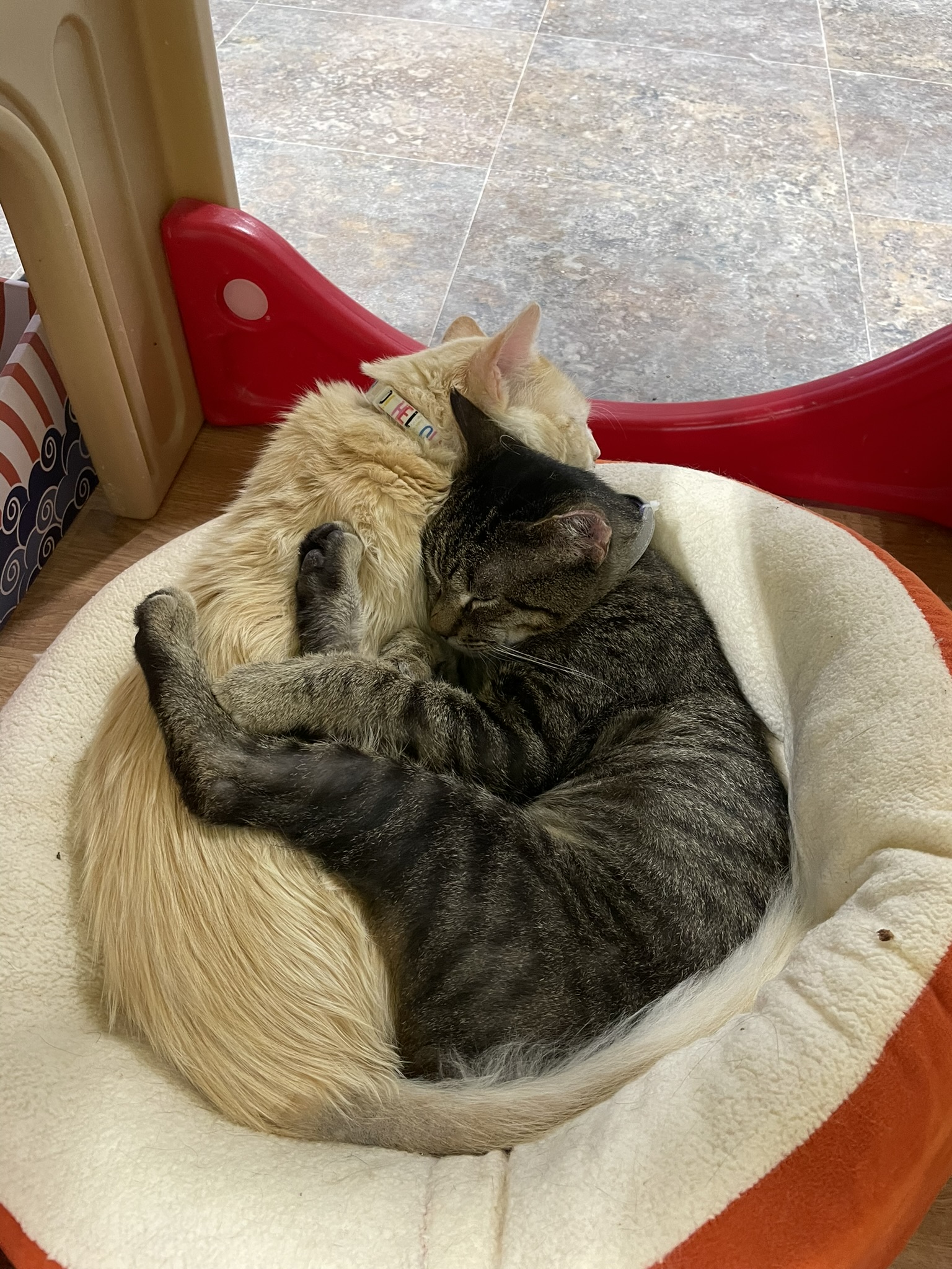 WISHBONE, a Adoptable Domestic Short Hair in Grand Rapids, MI image 4/4