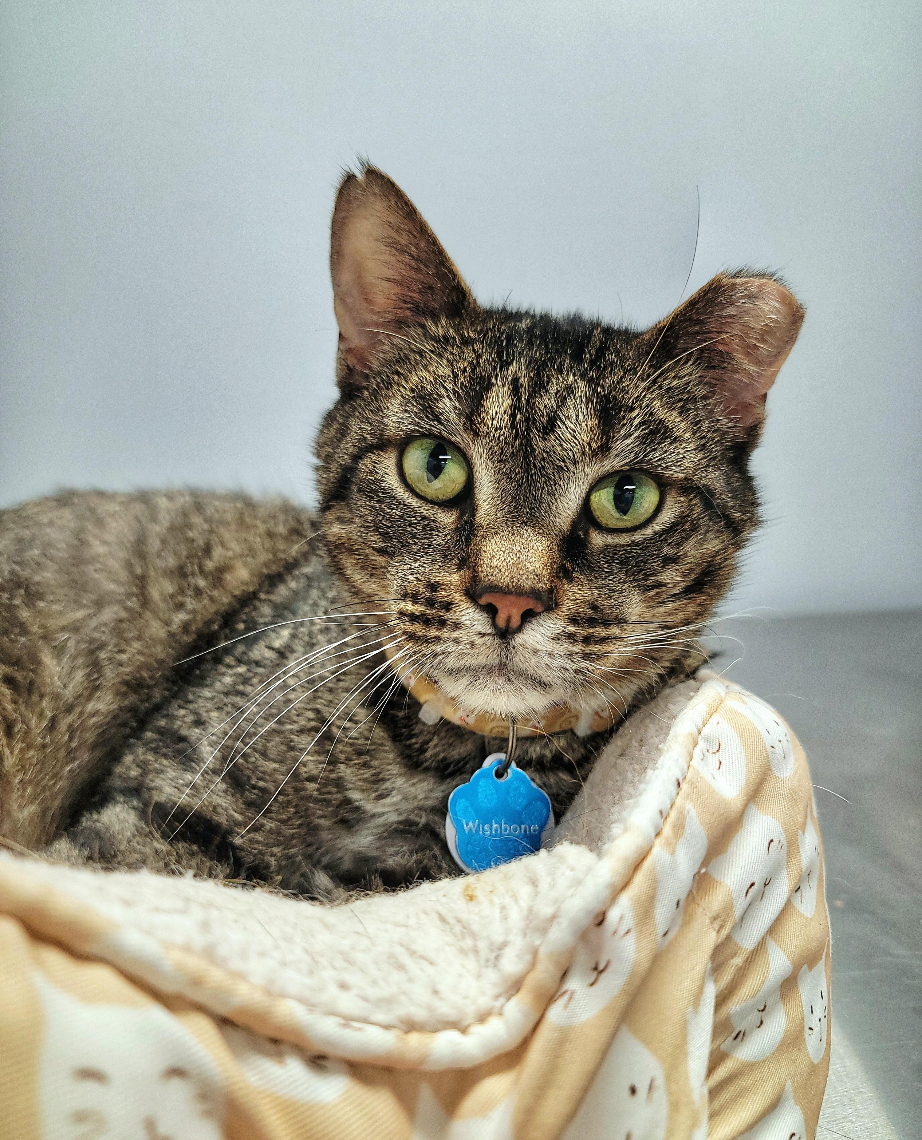 Enlarge WISHBONE, an adoptable Domestic Short Hair in Grand Rapids, MI image 2/6