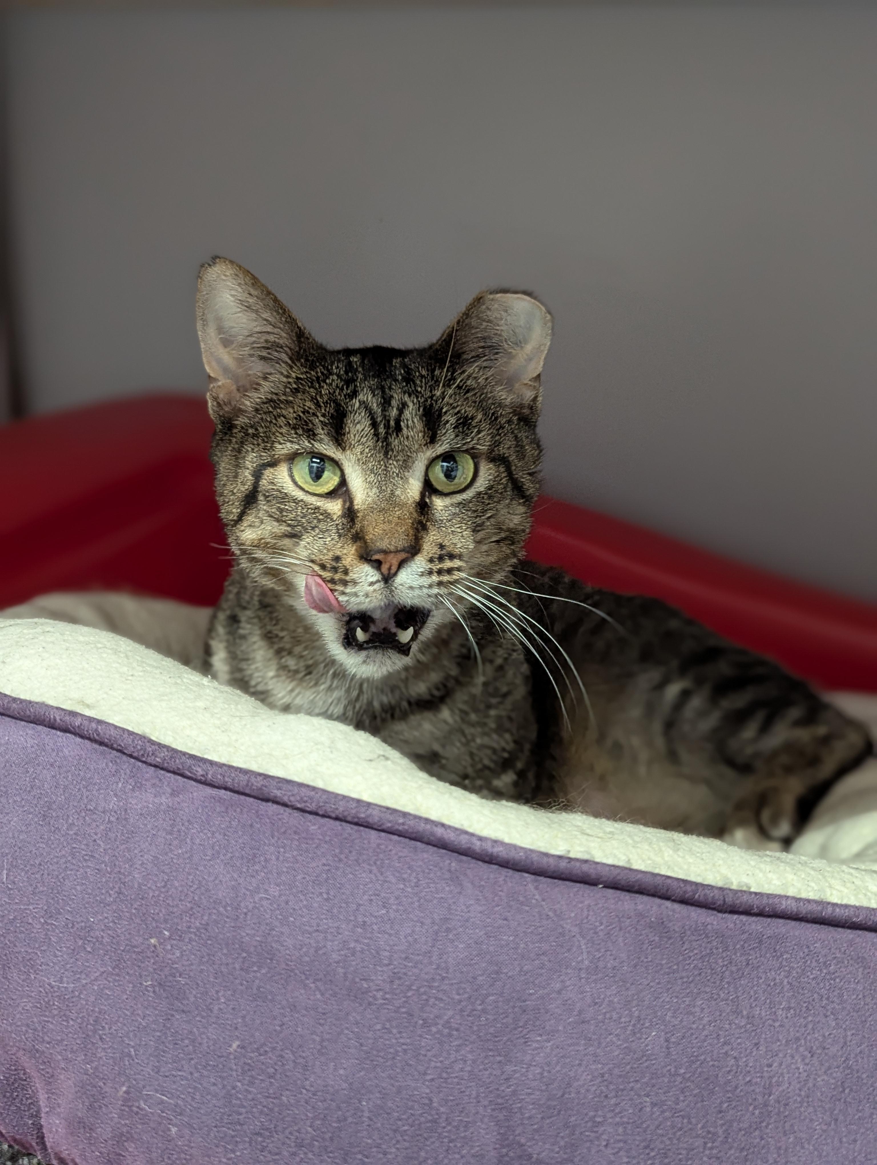 WISHBONE, adoptable, Adult Male Domestic Short Hair.