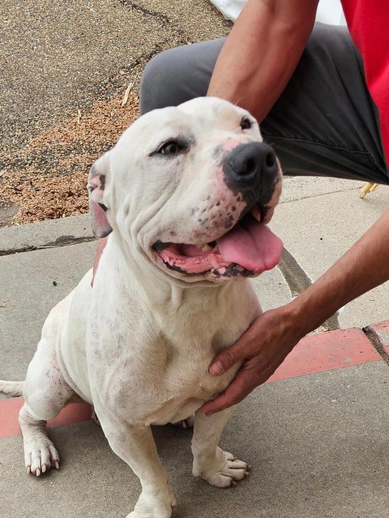 Enlarge Chico, a Adopted American Bulldog in Winnsboro, TX image 1/1