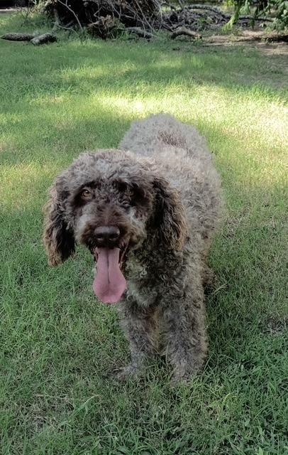 Paolo, a Adoptable mixed breed in Denton, TX image 2/5