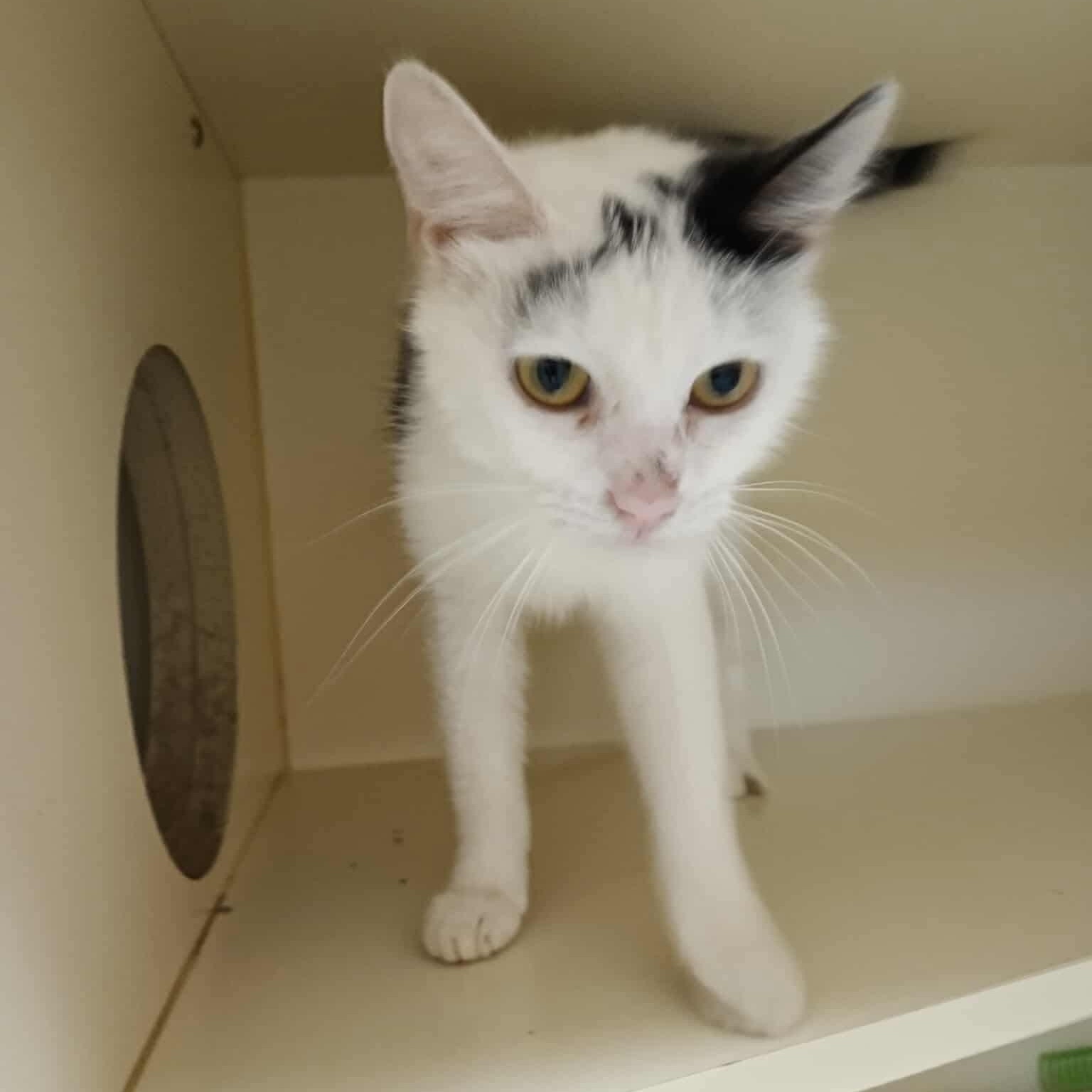 Gloria, Young Female Domestic Short Hair