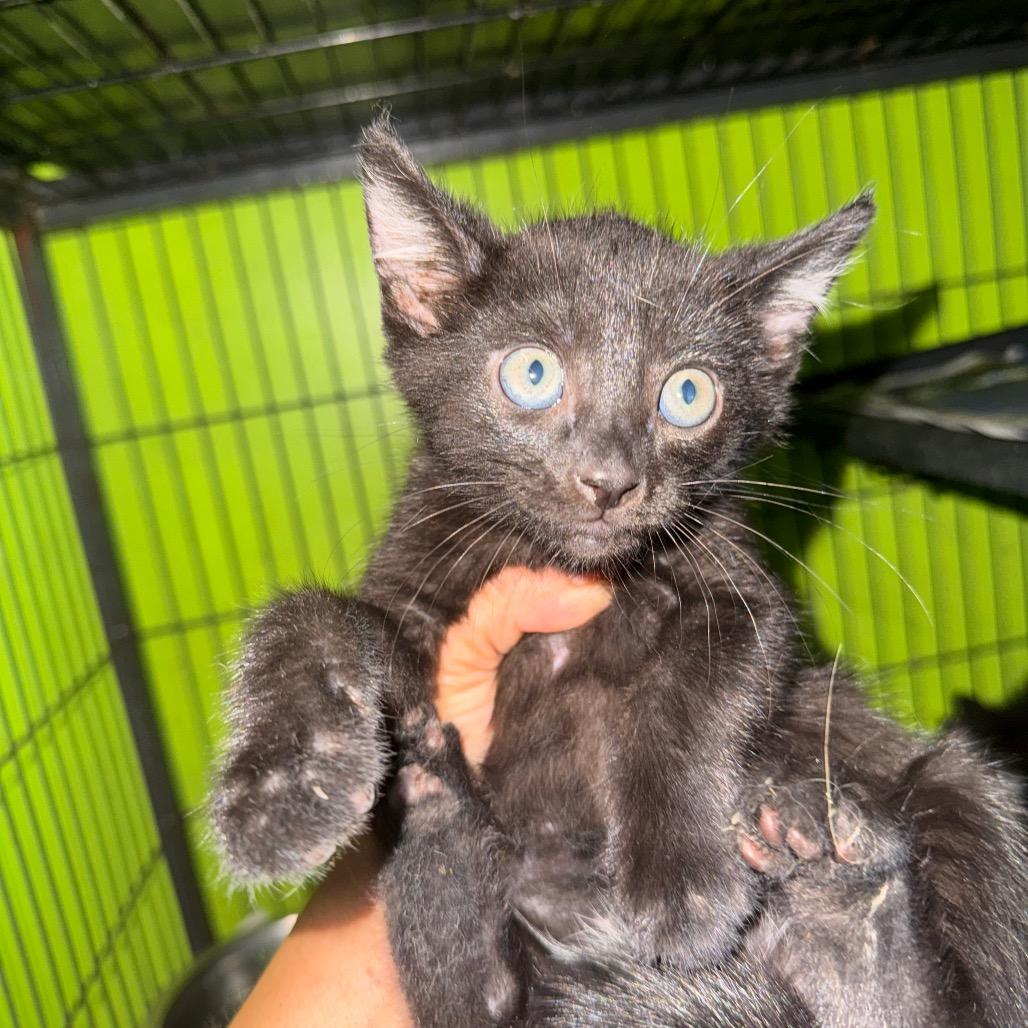 Eclipse, Adoptable, Kitten Male Domestic Short Hair.