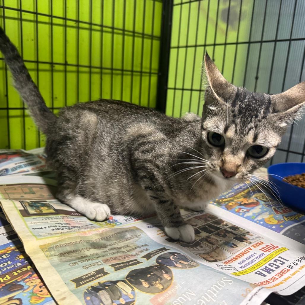 Enlarge Eclipse, a Adoptable Domestic Short Hair in West Plains, MO image 2/2