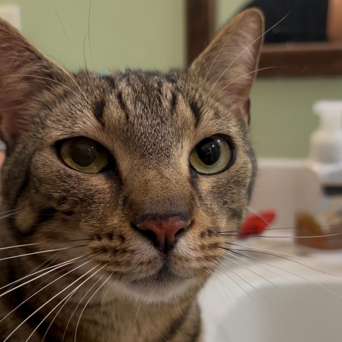 Willa, an adoptable Tabby in Hartford, CT, 06106 | Photo Image 2