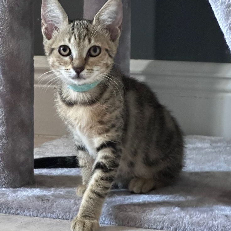 Willa, an adoptable Tabby in Hartford, CT, 06106 | Photo Image 4