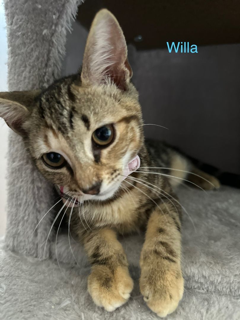 Willa photo 5