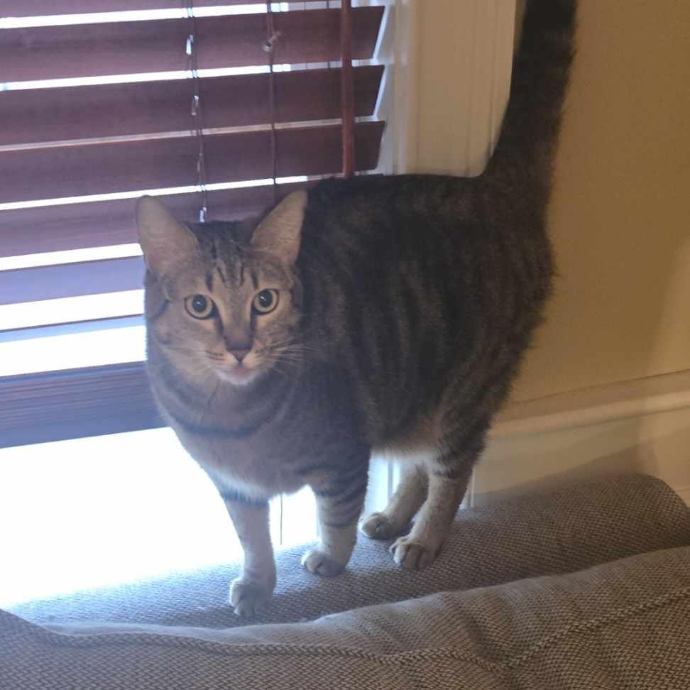 Willa, an adoptable Tabby in Hartford, CT, 06106 | Photo Image 3