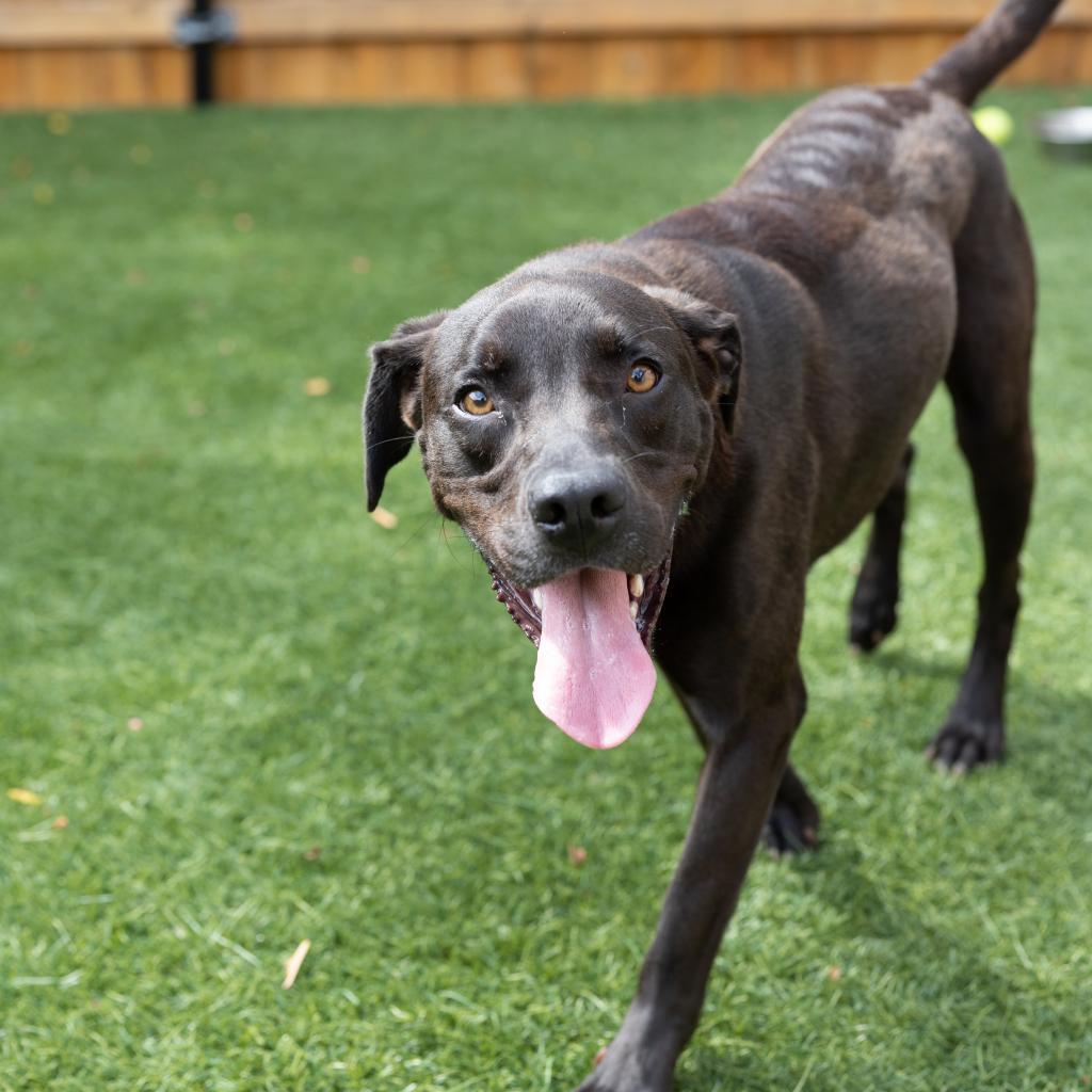 Enlarge Green Lantern, a Adoptable Labrador Retriever in Naperville, IL image 1/6