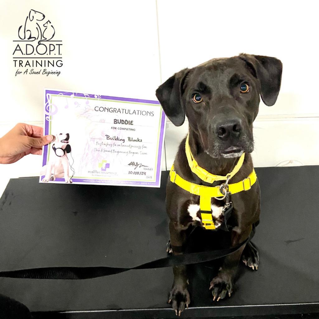 Enlarge Green Lantern, a Adoptable Labrador Retriever in Naperville, IL image 2/6