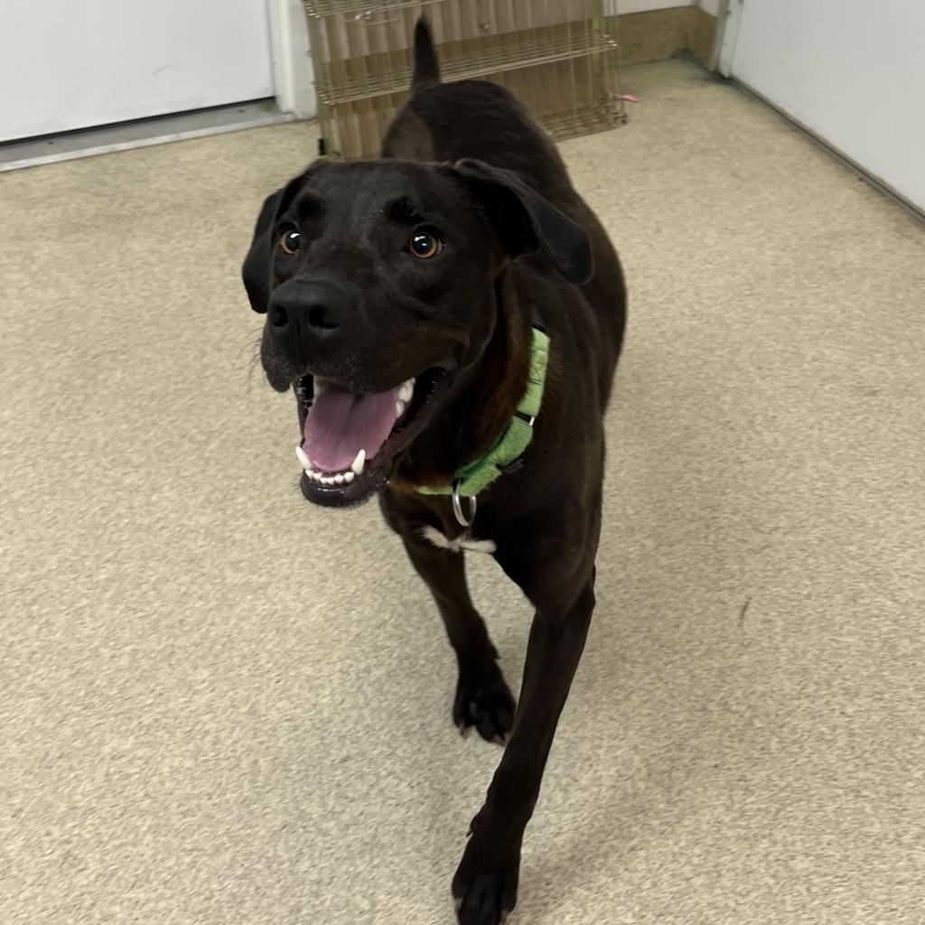 Enlarge Green Lantern, a Adoptable Labrador Retriever in Naperville, IL image 3/6