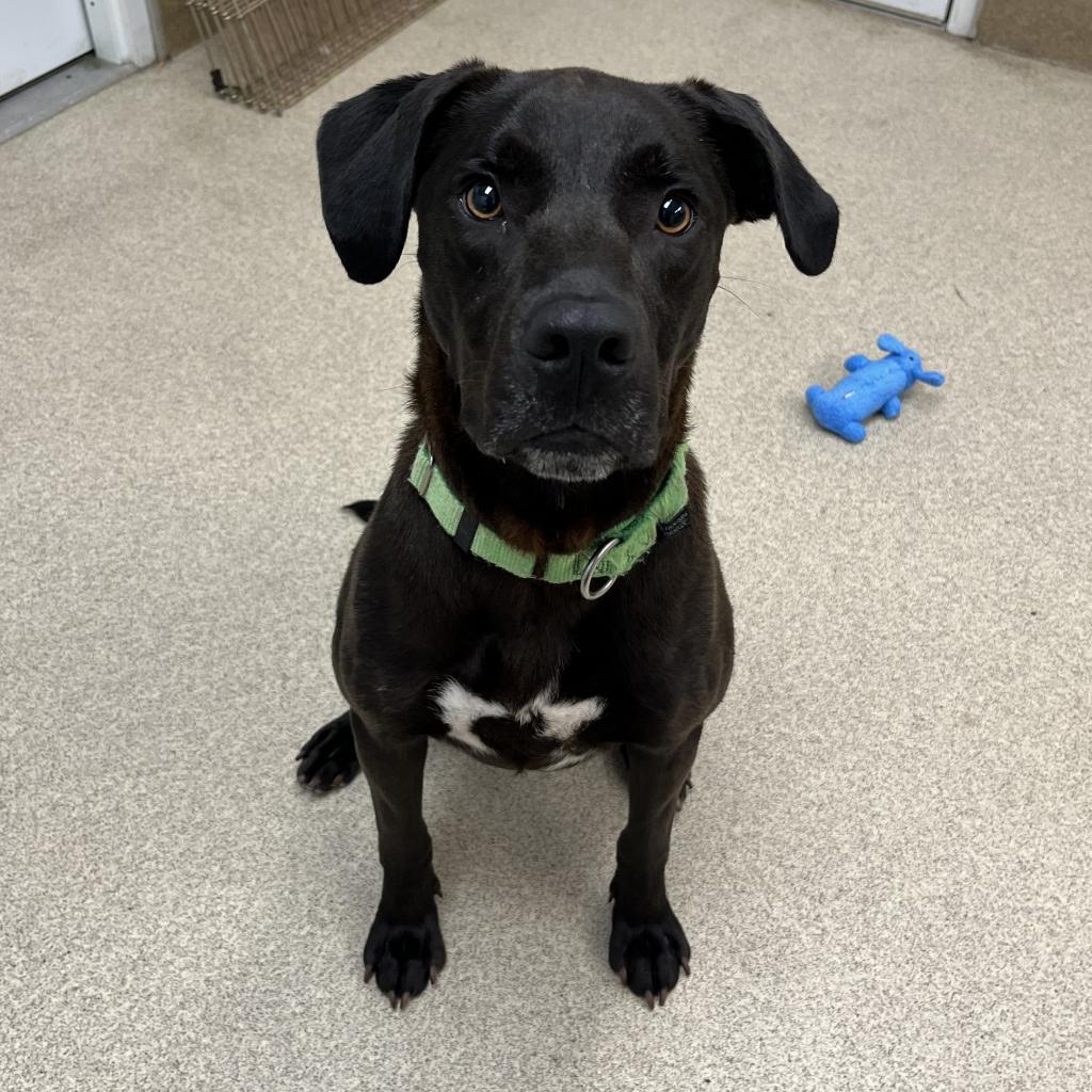 Enlarge Green Lantern, a Adoptable Labrador Retriever in Naperville, IL image 4/6