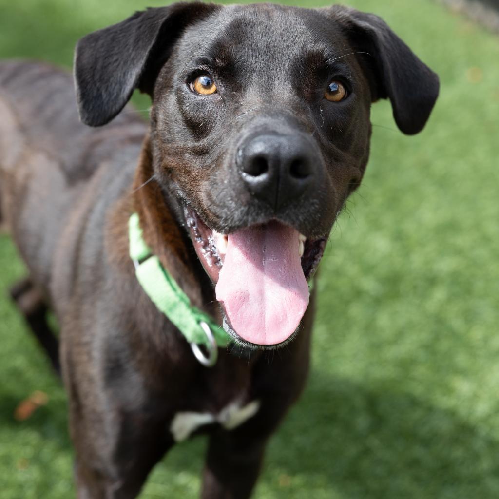 Enlarge Green Lantern, a Adoptable Labrador Retriever in Naperville, IL image 5/6