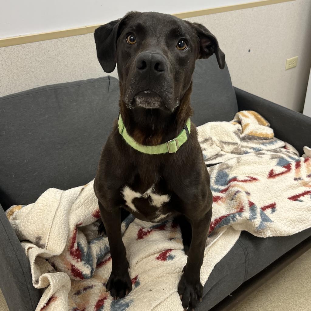Enlarge Green Lantern, a Adoptable Labrador Retriever in Naperville, IL image 6/6