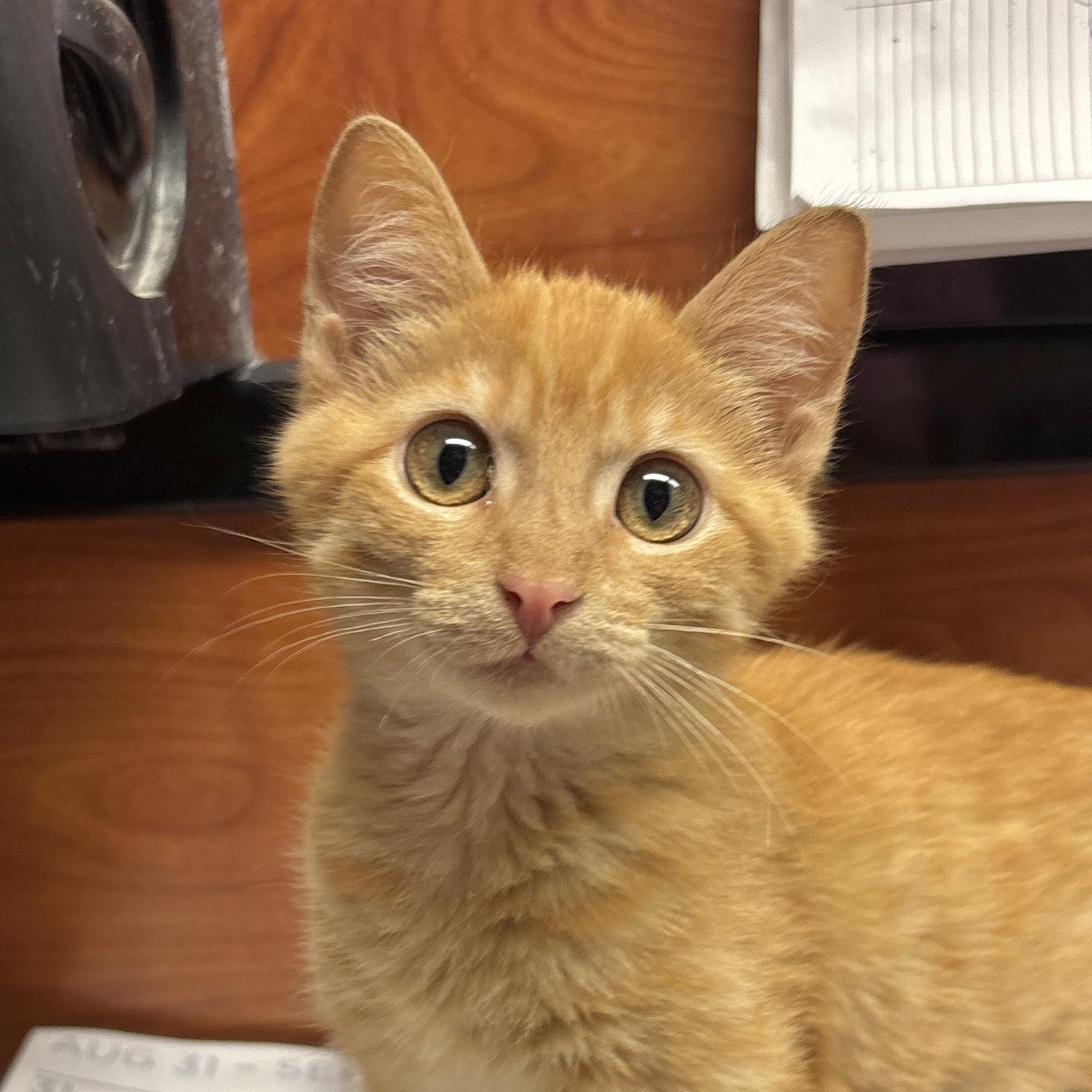 Enlarge Pippin, a Adoptable Domestic Short Hair in Sonora, CA image 1/1