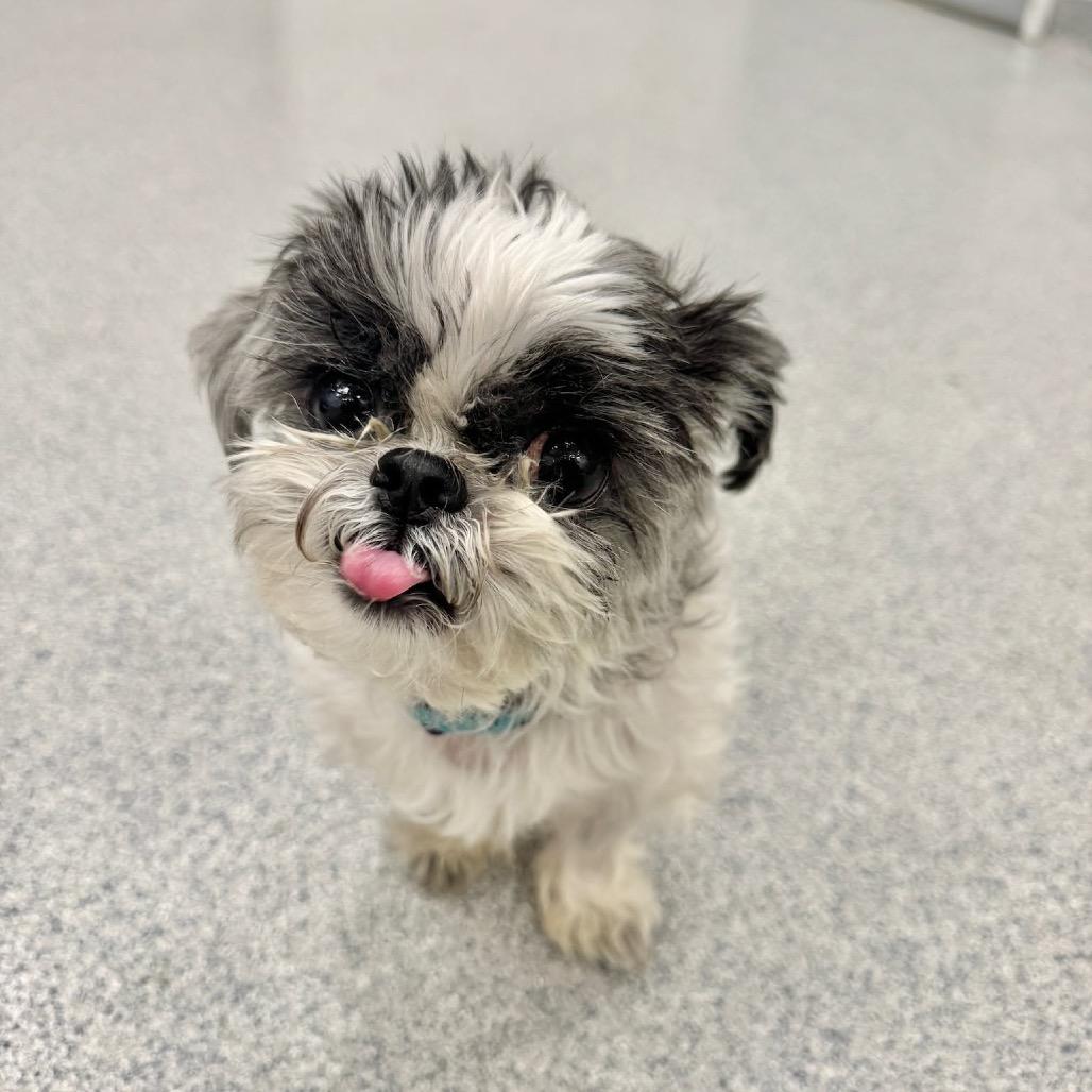 Enlarge Clarence, a Adoptable Mixed Breed in Wheeling, IL image 1/6