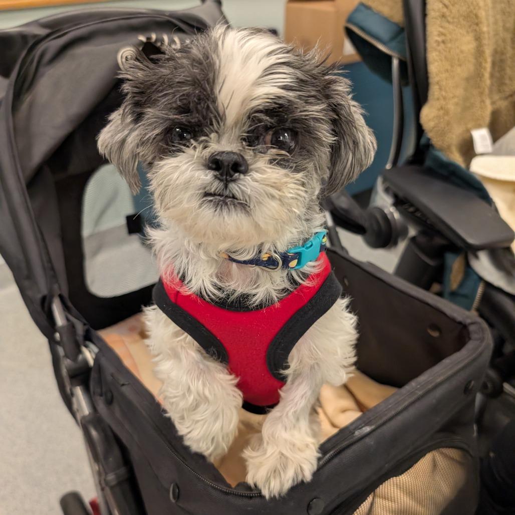 Clarence, Adoptable, Senior Male Mixed Breed.