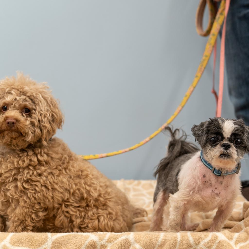 Clarence, Adoptable, Senior Male Mixed Breed.