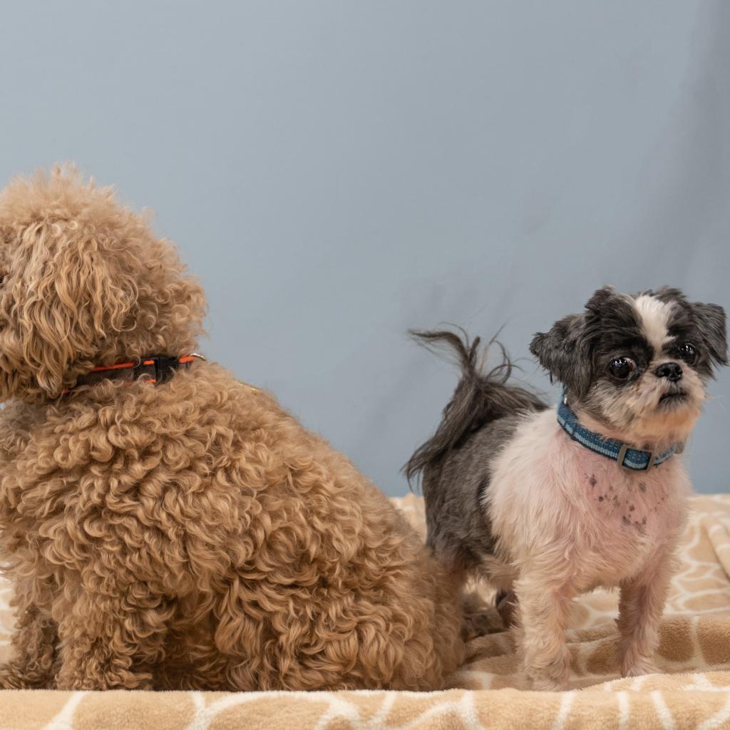 Enlarge Clarence, a Adoptable Mixed Breed in Wheeling, IL image 3/6