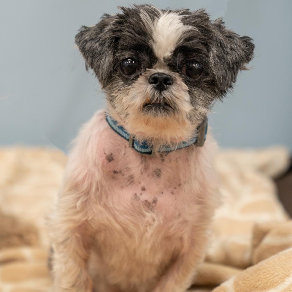 Enlarge Clarence, a Adoptable Mixed Breed in Wheeling, IL image 4/6