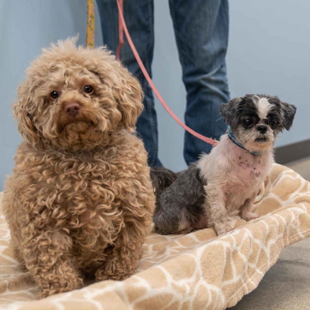 Enlarge Clarence, a Adoptable Mixed Breed in Wheeling, IL image 5/6