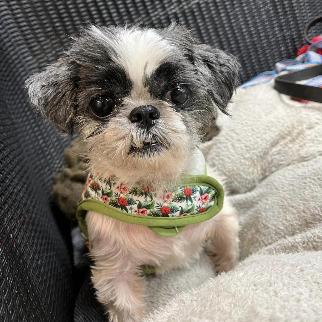 Enlarge Clarence, a Adoptable Mixed Breed in Wheeling, IL image 6/6