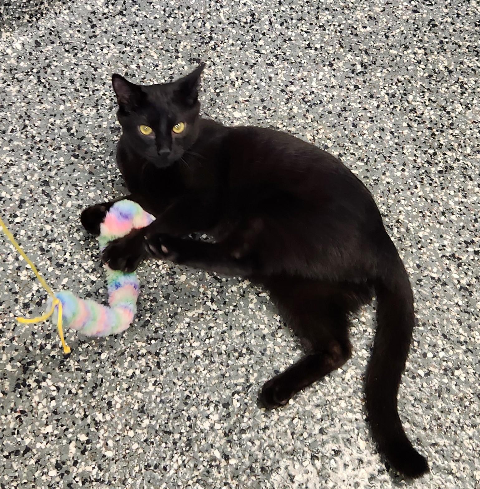 Enlarge Larry, a Adoptable mixed breed in Siloam Springs, AR image 3/3