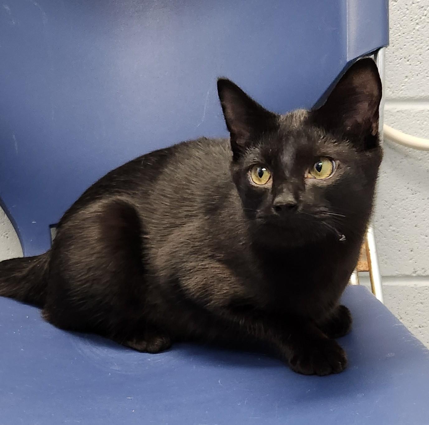 Larry, Adoptable, Young Male Domestic Short Hair.
