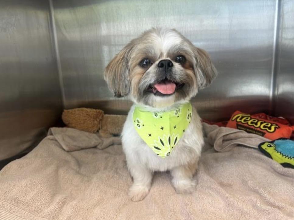 Rumpy, an adopted Shih Tzu in Corona, CA image 1/2