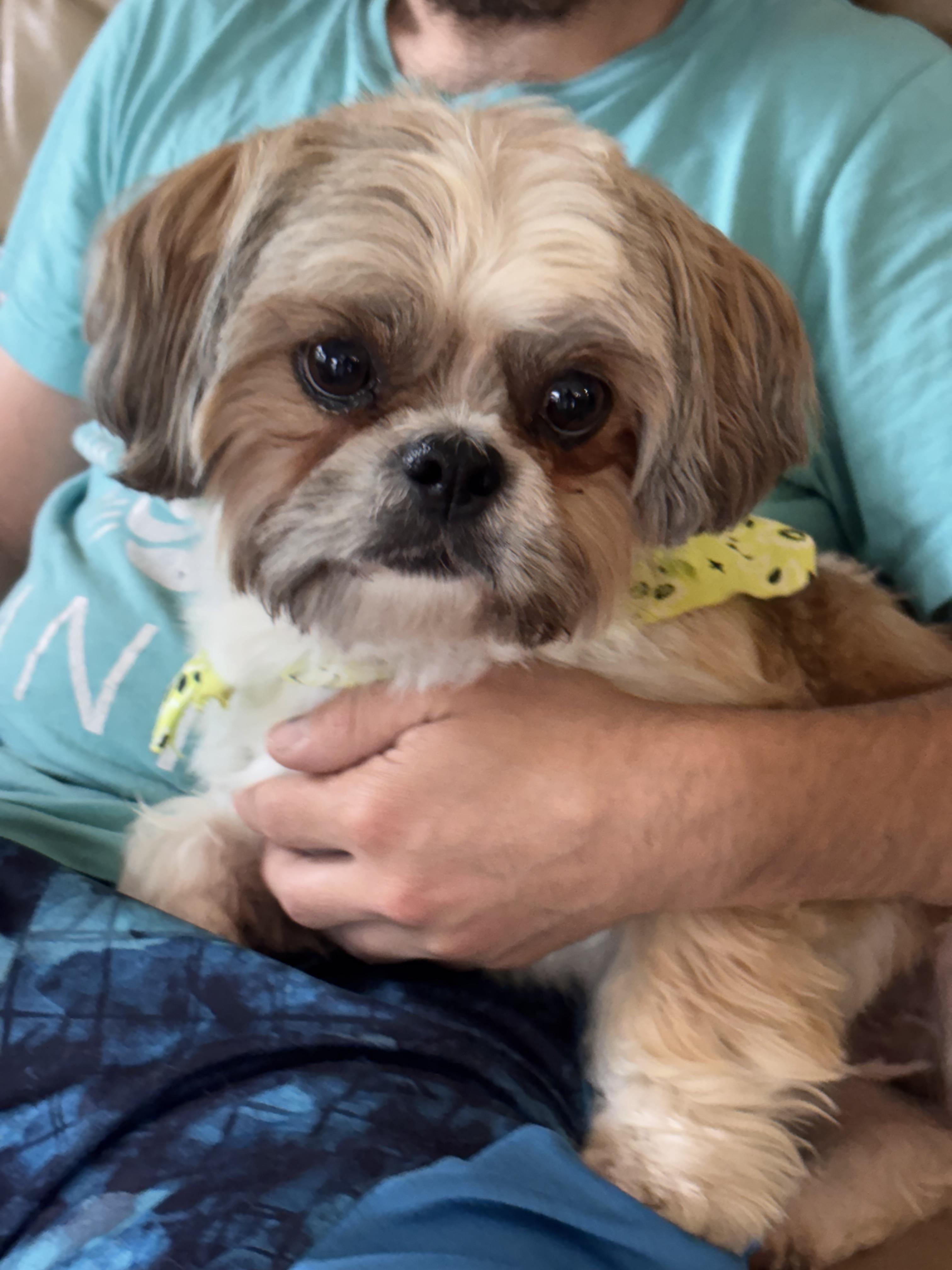 Rumpy, an adopted Shih Tzu in Corona, CA image 2/2