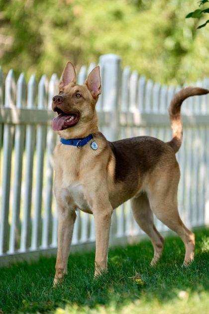 Maximus, a Adoptable Shepherd in Malvern, PA image 1/3