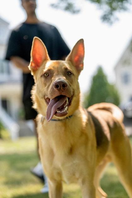 Maximus, a Adoptable Shepherd in Malvern, PA image 2/3